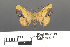  ( - RMNH.INS.539209)  @11 [ ] CreativeCommons - Attribution Non-Commercial Share-Alike (2013) Unspecified Naturalis, Biodiversity Centre