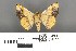  ( - RMNH.INS.539209)  @11 [ ] CreativeCommons - Attribution Non-Commercial Share-Alike (2013) Unspecified Naturalis, Biodiversity Centre