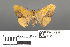  ( - RMNH.INS.539210)  @11 [ ] CreativeCommons - Attribution Non-Commercial Share-Alike (2013) Unspecified Naturalis, Biodiversity Centre