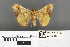  ( - RMNH.INS.539210)  @11 [ ] CreativeCommons - Attribution Non-Commercial Share-Alike (2013) Unspecified Naturalis, Biodiversity Centre