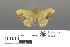  ( - RMNH.INS.539211)  @11 [ ] CreativeCommons - Attribution Non-Commercial Share-Alike (2013) Unspecified Naturalis, Biodiversity Centre