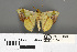  ( - RMNH.INS.539211)  @11 [ ] CreativeCommons - Attribution Non-Commercial Share-Alike (2013) Unspecified Naturalis, Biodiversity Centre