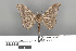  ( - RMNH.INS.539219)  @13 [ ] CreativeCommons - Attribution Non-Commercial Share-Alike (2013) Unspecified Naturalis, Biodiversity Centre