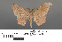  ( - RMNH.INS.539221)  @14 [ ] CreativeCommons - Attribution Non-Commercial Share-Alike (2013) Unspecified Naturalis, Biodiversity Centre