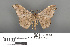  (Hyposidra aquilaria - RMNH.INS.539221)  @14 [ ] CreativeCommons - Attribution Non-Commercial Share-Alike (2013) Unspecified Naturalis, Biodiversity Centre