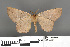  ( - RMNH.INS.539237)  @11 [ ] CreativeCommons - Attribution Non-Commercial Share-Alike (2013) Unspecified Naturalis, Biodiversity Centre