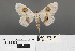  (Problepsis eucitcota - RMNH.INS.539269)  @14 [ ] CreativeCommons - Attribution Non-Commercial Share-Alike (2013) Unspecified Naturalis, Biodiversity Centre