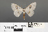  ( - RMNH.INS.539270)  @11 [ ] CreativeCommons - Attribution Non-Commercial Share-Alike (2013) Unspecified Naturalis, Biodiversity Centre