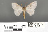  (Problepsis minuta - RMNH.INS.539270)  @11 [ ] CreativeCommons - Attribution Non-Commercial Share-Alike (2013) Unspecified Naturalis, Biodiversity Centre