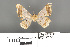  ( - RMNH.INS.539271)  @12 [ ] CreativeCommons - Attribution Non-Commercial Share-Alike (2013) Unspecified Naturalis, Biodiversity Centre