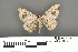  ( - RMNH.INS.539277)  @13 [ ] CreativeCommons - Attribution Non-Commercial Share-Alike (2013) Unspecified Naturalis, Biodiversity Centre