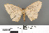  ( - RMNH.INS.539293)  @11 [ ] CreativeCommons - Attribution Non-Commercial Share-Alike (2013) Unspecified Naturalis, Biodiversity Centre