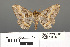  ( - RMNH.INS.539299)  @11 [ ] CreativeCommons - Attribution Non-Commercial Share-Alike (2013) Unspecified Naturalis, Biodiversity Centre