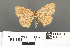  ( - RMNH.INS.539300)  @13 [ ] CreativeCommons - Attribution Non-Commercial Share-Alike (2013) Unspecified Naturalis, Biodiversity Centre