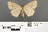  ( - RMNH.INS.539300)  @13 [ ] CreativeCommons - Attribution Non-Commercial Share-Alike (2013) Unspecified Naturalis, Biodiversity Centre