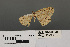  ( - RMNH.INS.539301)  @11 [ ] CreativeCommons - Attribution Non-Commercial Share-Alike (2013) Unspecified Naturalis, Biodiversity Centre