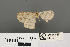  (Synegia transgrisia - RMNH.INS.539301)  @11 [ ] CreativeCommons - Attribution Non-Commercial Share-Alike (2013) Unspecified Naturalis, Biodiversity Centre