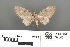  ( - RMNH.INS.539306)  @11 [ ] CreativeCommons - Attribution Non-Commercial Share-Alike (2013) Unspecified Naturalis, Biodiversity Centre