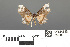  ( - RMNH.INS.539309)  @11 [ ] CreativeCommons - Attribution Non-Commercial Share-Alike (2013) Unspecified Naturalis, Biodiversity Centre