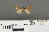  (Perizoma minimata - RMNH.INS.539316)  @12 [ ] CreativeCommons - Attribution Non-Commercial Share-Alike (2013) Unspecified Naturalis, Biodiversity Centre
