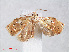  ( - RMNH.INS.548918)  @12 [ ] CreativeCommons - Attribution Non-Commercial Share-Alike (2012) Unspecified Naturalis, Biodiversity Centre