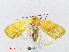  ( - RMNH.INS.548935)  @13 [ ] CreativeCommons - Attribution Non-Commercial Share-Alike (2012) Unspecified Naturalis, Biodiversity Centre