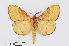  (Kunugia undans shensiensis - RMNH.INS.549927)  @14 [ ] CreativeCommons - Attribution Non-Commercial Share-Alike (2012) Unspecified Naturalis, Biodiversity Centre