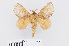  (Micropacha zojka - RMNH.INS.549932)  @14 [ ] CreativeCommons - Attribution Non-Commercial Share-Alike (2012) Unspecified Naturalis, Biodiversity Centre