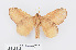  (Euthrix isocyma - RMNH.INS.549936)  @14 [ ] CreativeCommons - Attribution Non-Commercial Share-Alike (2012) Unspecified Naturalis, Biodiversity Centre