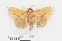  ( - RMNH.INS.549939)  @11 [ ] CreativeCommons - Attribution Non-Commercial Share-Alike (2012) Unspecified Naturalis, Biodiversity Centre