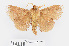  ( - RMNH.INS.549939)  @11 [ ] CreativeCommons - Attribution Non-Commercial Share-Alike (2012) Unspecified Naturalis, Biodiversity Centre