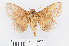  ( - RMNH.INS.549940)  @11 [ ] CreativeCommons - Attribution Non-Commercial Share-Alike (2012) Unspecified Naturalis, Biodiversity Centre