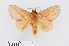  ( - RMNH.INS.549973)  @11 [ ] CreativeCommons - Attribution Non-Commercial Share-Alike (2012) Unspecified Naturalis, Biodiversity Centre