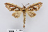  (Tarsolepis remicauda - RMNH.INS.549996)  @11 [ ] CreativeCommons - Attribution Non-Commercial Share-Alike (2012) Unspecified Naturalis, Biodiversity Centre