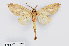  (Tarsolepis remicauda - RMNH.INS.549996)  @11 [ ] CreativeCommons - Attribution Non-Commercial Share-Alike (2012) Unspecified Naturalis, Biodiversity Centre