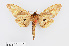  ( - RMNH.INS.549997)  @11 [ ] CreativeCommons - Attribution Non-Commercial Share-Alike (2012) Unspecified Naturalis, Biodiversity Centre