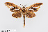  ( - RMNH.INS.549998)  @11 [ ] CreativeCommons - Attribution Non-Commercial Share-Alike (2012) Unspecified Naturalis, Biodiversity Centre