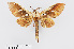  (Tarsolepis inscius - RMNH.INS.549999)  @11 [ ] CreativeCommons - Attribution Non-Commercial Share-Alike (2012) Unspecified Naturalis, Biodiversity Centre