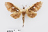  ( - RMNH.INS.550000)  @11 [ ] CreativeCommons - Attribution Non-Commercial Share-Alike (2012) Unspecified Naturalis, Biodiversity Centre