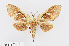  ( - RMNH.INS.550001)  @11 [ ] CreativeCommons - Attribution Non-Commercial Share-Alike (2012) Unspecified Naturalis, Biodiversity Centre