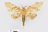  ( - RMNH.INS.550002)  @11 [ ] CreativeCommons - Attribution Non-Commercial Share-Alike (2012) Unspecified Naturalis, Biodiversity Centre