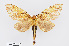  ( - RMNH.INS.550003)  @11 [ ] CreativeCommons - Attribution Non-Commercial Share-Alike (2012) Unspecified Naturalis, Biodiversity Centre