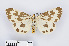  (Nyctemera adversata - RMNH.INS.550076)  @14 [ ] CreativeCommons - Attribution Non-Commercial Share-Alike (2012) Unspecified Naturalis, Biodiversity Centre