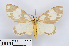  ( - RMNH.INS.550087)  @14 [ ] CreativeCommons - Attribution Non-Commercial Share-Alike (2012) Unspecified Naturalis, Biodiversity Centre