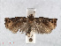  ( - RMNH.INS.556798)  @13 [ ] CreativeCommons - Attribution Non-Commercial Share-Alike (2013) Unspecified Naturalis, Biodiversity Centre