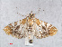  ( - RMNH.INS.557003)  @11 [ ] CreativeCommons - Attribution Non-Commercial Share-Alike (2013) Unspecified Naturalis, Biodiversity Centre