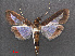  ( - RMNH.INS.537540)  @13 [ ] CreativeCommons - Attribution Non-Commercial Share-Alike (2012) Unspecified Naturalis, Biodiversity Centre