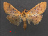  (Psara inanitalis - RMNH.INS.537574)  @15 [ ] CreativeCommons - Attribution Non-Commercial Share-Alike (2012) Unspecified Naturalis, Biodiversity Centre