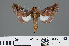  ( - RMNH.INS.537857)  @13 [ ] CreativeCommons - Attribution Non-Commercial Share-Alike (2012) Unspecified Naturalis, Biodiversity Centre