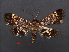 ( - RMNH.INS.538248)  @13 [ ] CreativeCommons - Attribution Non-Commercial Share-Alike (2012) Unspecified Naturalis, Biodiversity Centre